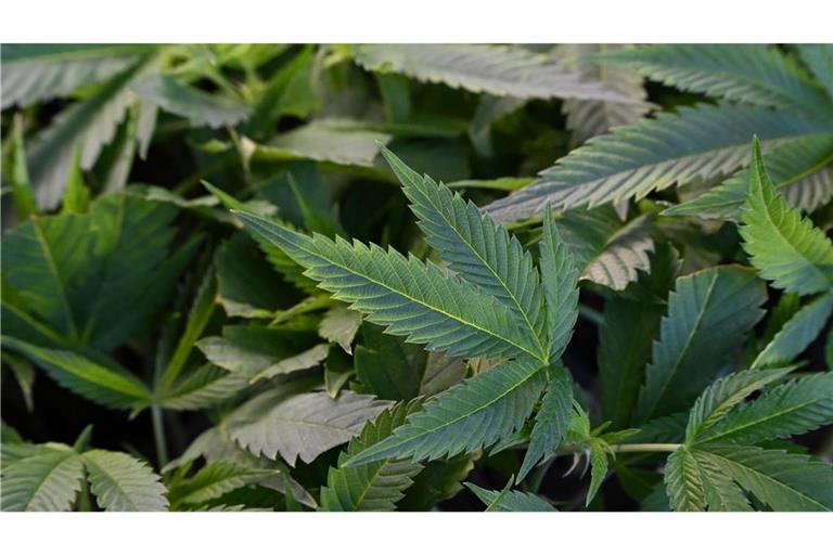 Die Polizei hat in Göppingen eine Cannabis-Plantage gefunden (Symbolbild).