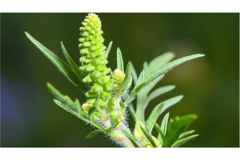 Die Pollen der Ambrosia sind besonders aggressiv. Schon vergleichsweise kleine Mengen in der Luft reichen aus, um eine allergische Reaktion auszulösen.