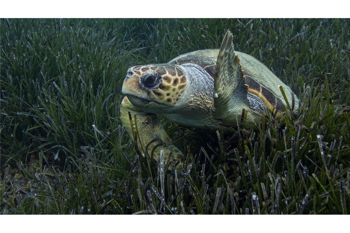 WWF-Bericht: Igeln geht es schlechter, Seeadlern besser Die Population der Unechten Karettschildkröte erholt sich im Mittelmeer. (Handout)