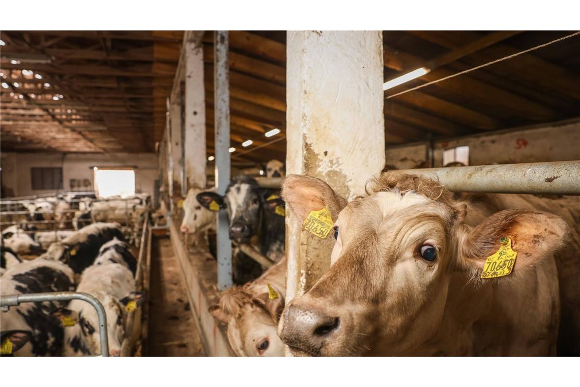 Erzeugerpreise für landwirtschaftliche Produkte deutlich gestiegen Die Preise für landwirtschaftliche Produkte sind deutlich gestiegen. (Symbolbild)