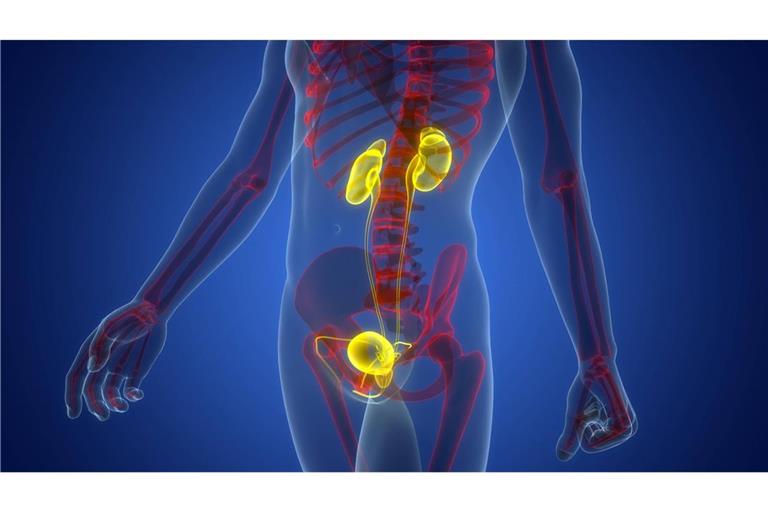 Die Prostata (Vorsteherdrüse) ist ein Organ des Mannes, das etwa so groß wie eine Walnuss ist und sich unterhalb der Harnblase befindet. Sie umschließt die Harnröhre und spielt eine wichtige Rolle bei der Fortpflanzung, indem sie ein Sekret produziert, das die Spermien beweglich macht.