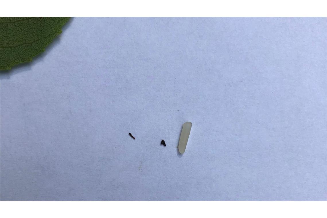 Ich vibrier' dich weg! Mini-Raupe verteidigt Mini-Revier Die Raupe ist winzig, wie ein Größenvergleich zeigt: rechts ein Reiskorn, in der Mitte ein Pfefferkrümel und links eine Raupe des Nachtfalters Falcaria bilineata.