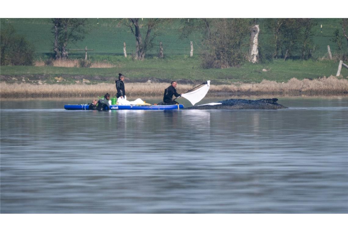 Rettungsversuch für Buckelwal frühestens am Samstag