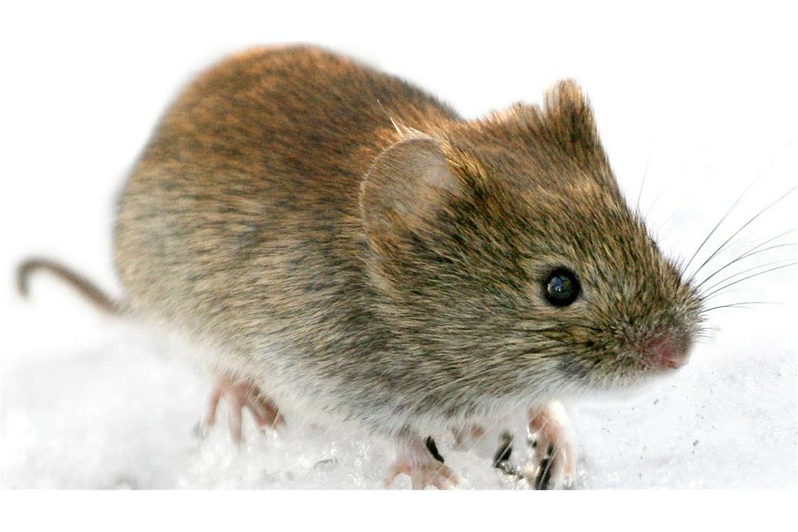 Die Rötelmaus (Clethrionomys glareolus) kann in Deutschland Hantaviren übertragen. (Archivbild)