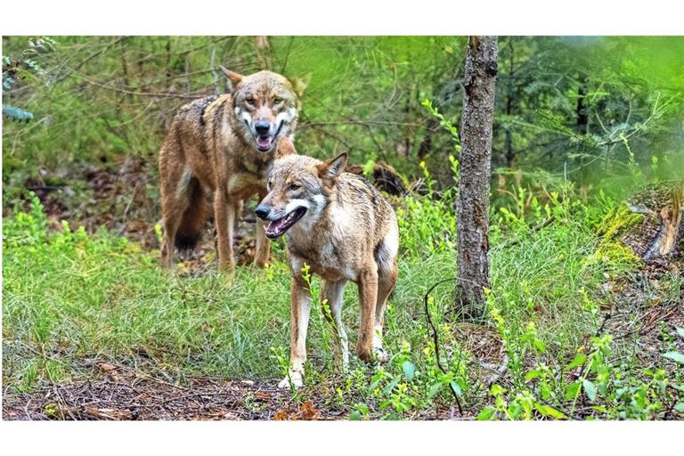 Die Rückkehr des Wolfes in Europa ist eigentlich eine Erfolgsgeschichte für den Artenschutz. Doch für die Landwirte ist das Raubtier ein eher ungebetener Gast.