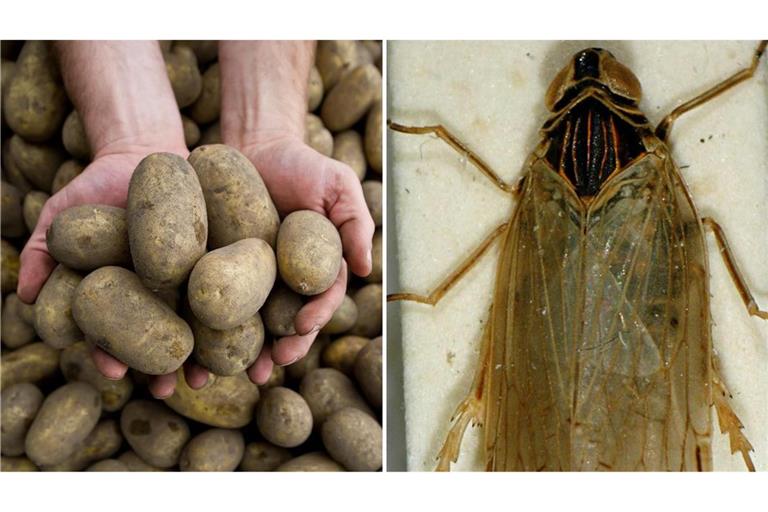 Die Schilf-Glasflügelzikade bringt die Kartoffelernte in Gefahr. (Symbolbild)
