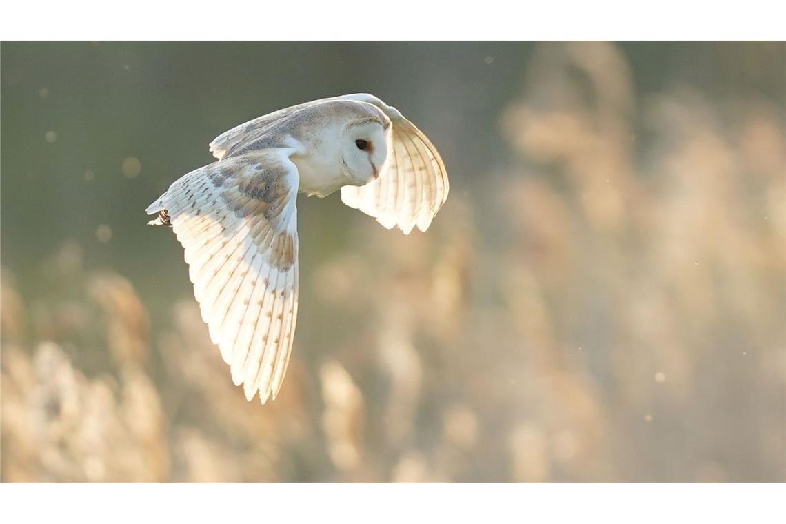 Bevölkerung kann "Vogel des Jahres" wählen Die Schleiereule findet im Zuge von Gebäudesanierungen immer weniger Brutplätze. (Archiv)