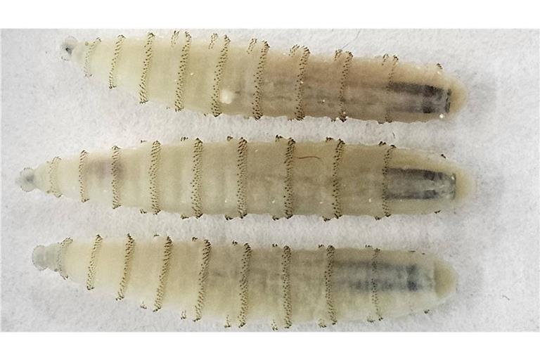 Die Schraubenwurmfliege (Cochliomyia hominivorax) gehört zu Art der Schmeißfliegen. Ihre Maden (Bild) befallen den Wirt von außen und leben als Ektoparasiten, indem sie sich vom Körpergewebe von Warmblütern ernähren.