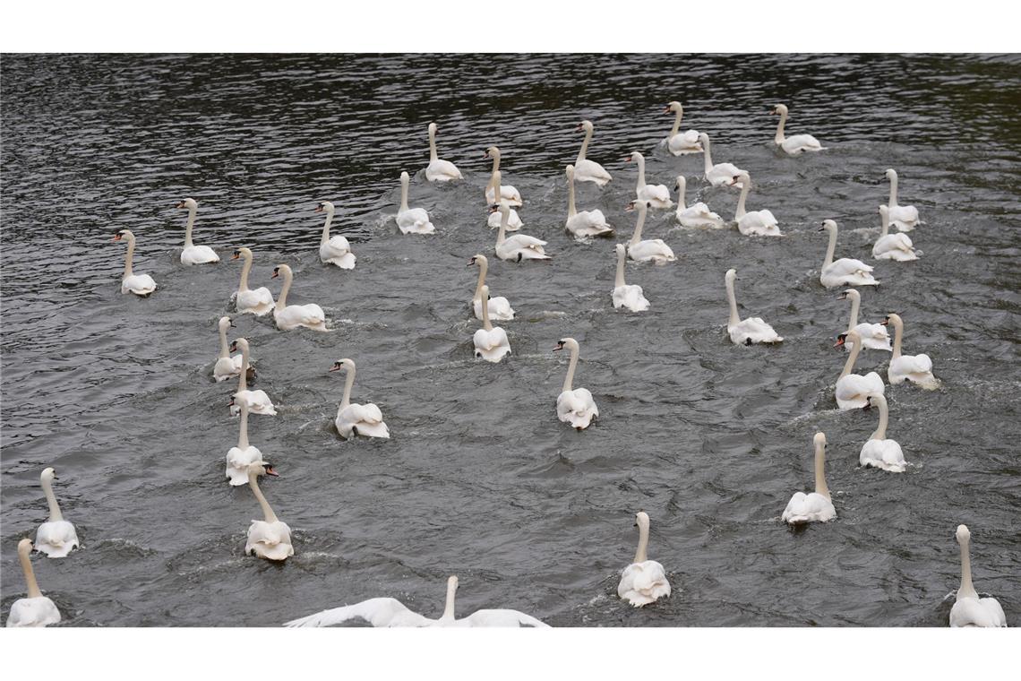 Hamburger Schwäne sind zurück auf der Alster Die Schwäne sind eines der Wahrzeichen der Hansestadt