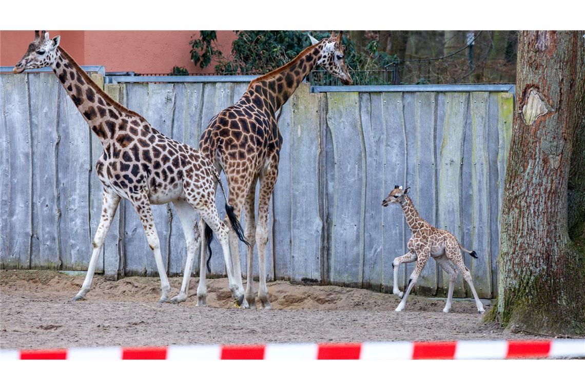Giraffen-Baby erstmals draußen im Schweriner Zoo zu sehen Die Schweriner Giraffen-Famile: Mutter Kahlua (v.l.), Vater Madiba und Jungbulle Mojo.