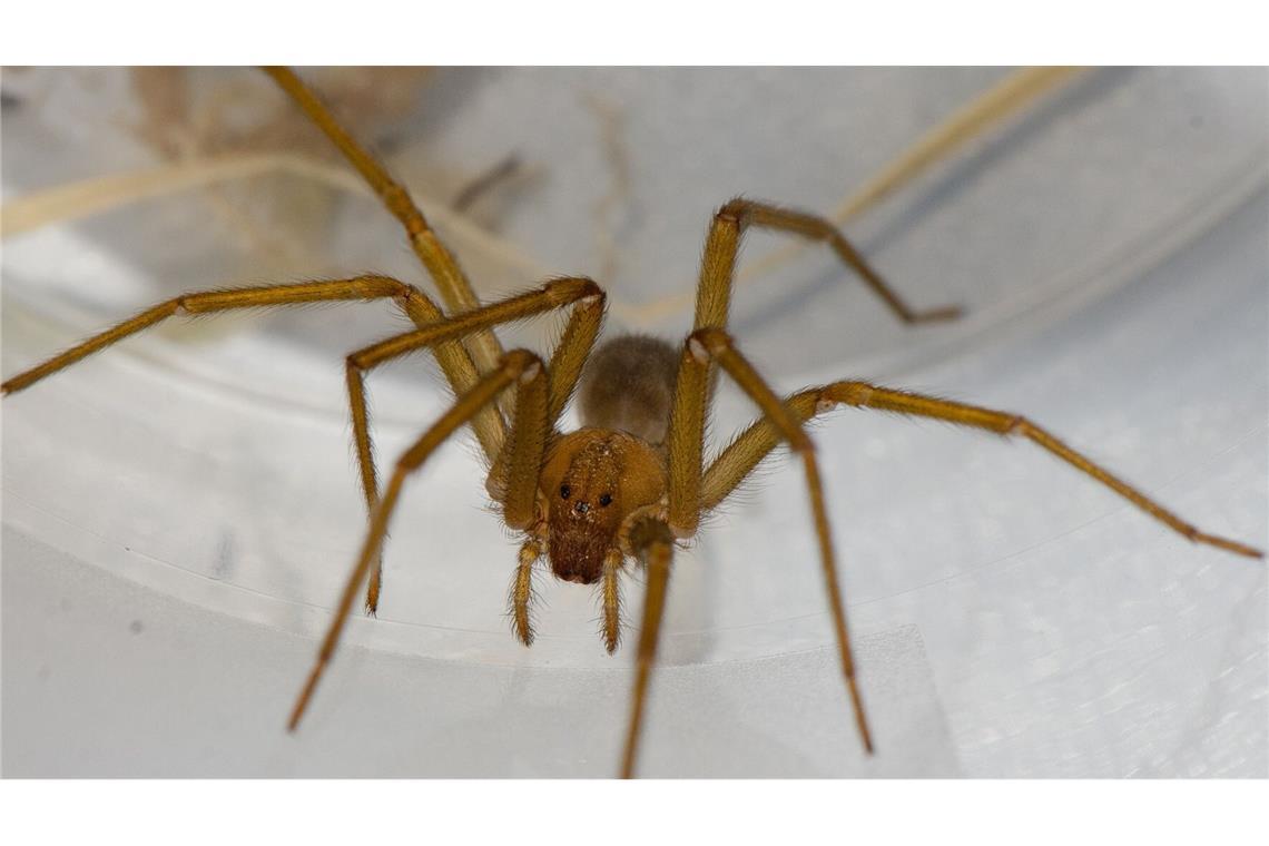 Die seltene Chilenische Einsiedlerspinne hat sich offenbar im Keller der Uni Tübingen eingenistet.