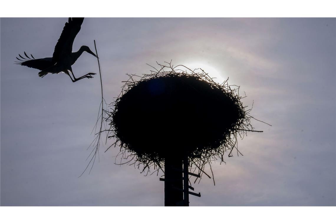 Die Silhouette eines Storchs zeichnet sich im Gegenlicht der Sonne ab, während er mit einem Zweig im Schnabel auf seinem Horst in Untermerzbach landet.