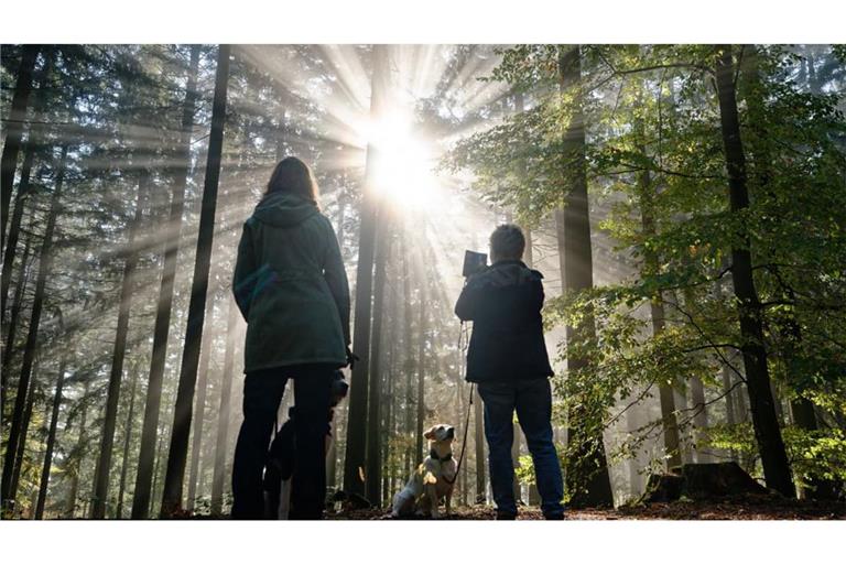 Die Sonne blinzelt durch die Bäume: Vor allem der Samstag eignet sich für Spaziergänge.