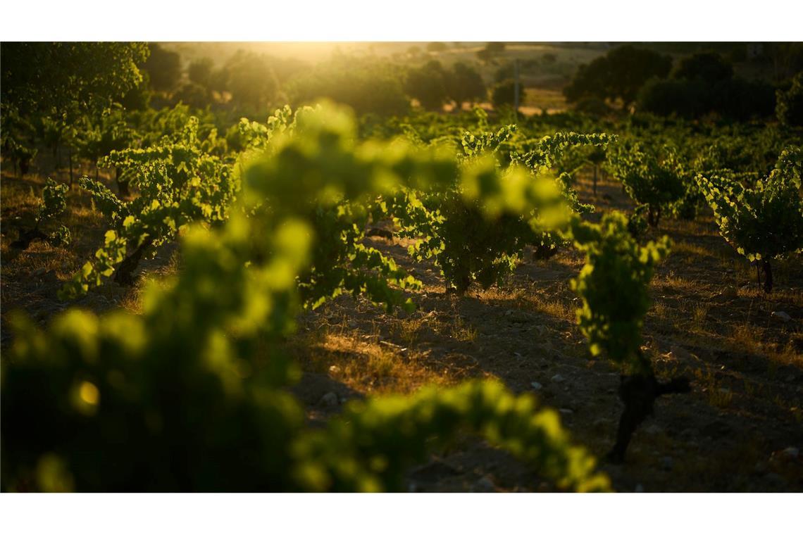 Die Sonne geht über einem Weinberg in Navas del Rey am Stadtrand von Madrid unter.