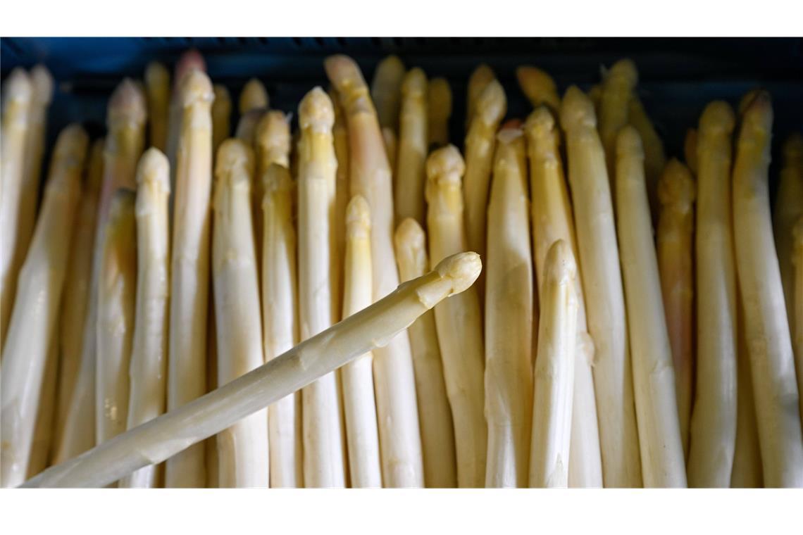 Die Spargelzeit steht vor der Tür.