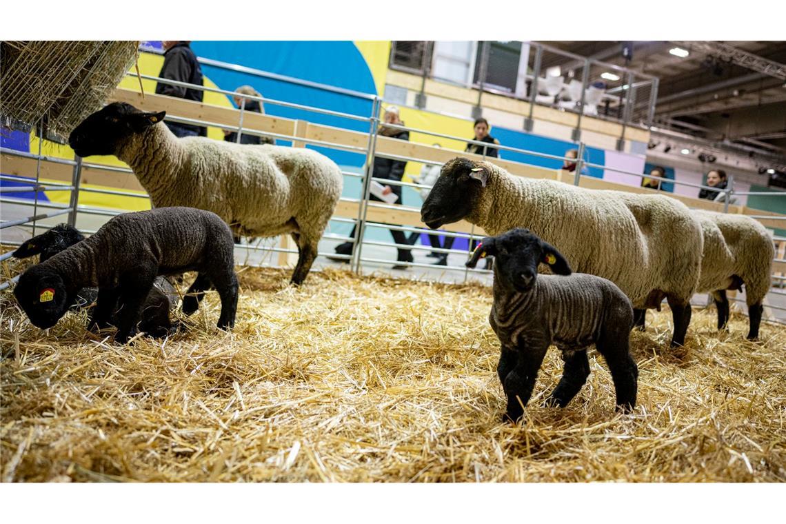 Wegen Tierseuche: Agrarbranche vor Grüner Woche unter Druck Die süßen Lämmer und mächtigen Bullen gehörten für viele Besucherinnen und Besucher zu den Messehöhepunkten. (Archivbild)