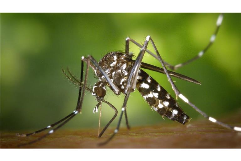 Die tagaktive Tigermücke gilt als potenzieller Krankheitsüberträger und gilt im Stechverhalten als sehr aggressiv.