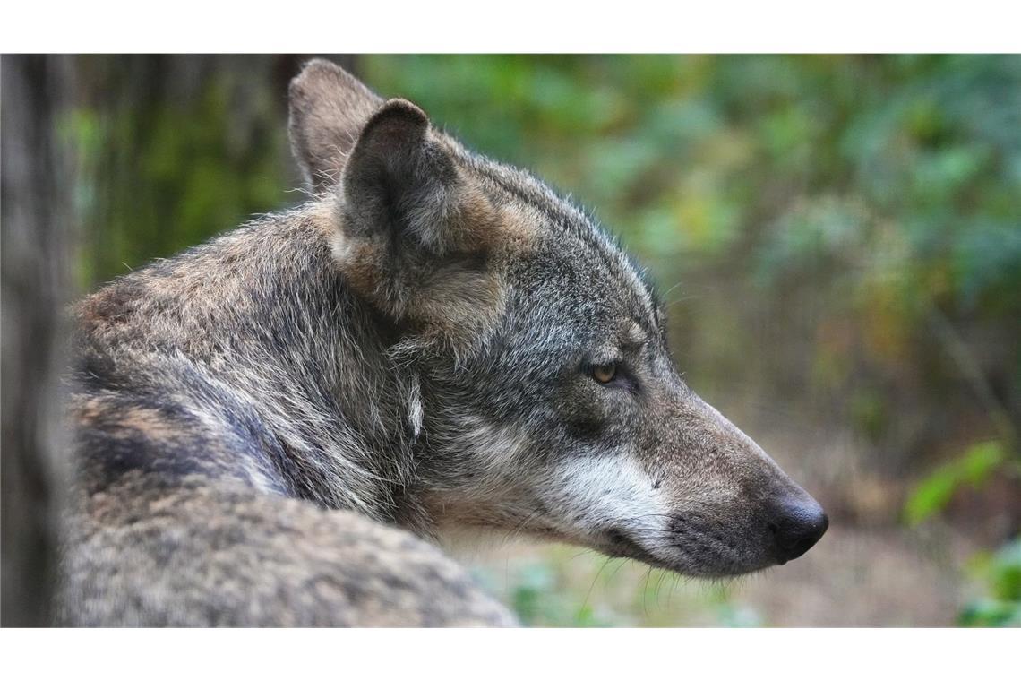 Die Tage des Wolfs sind wohl gezählt (Symbolbild).