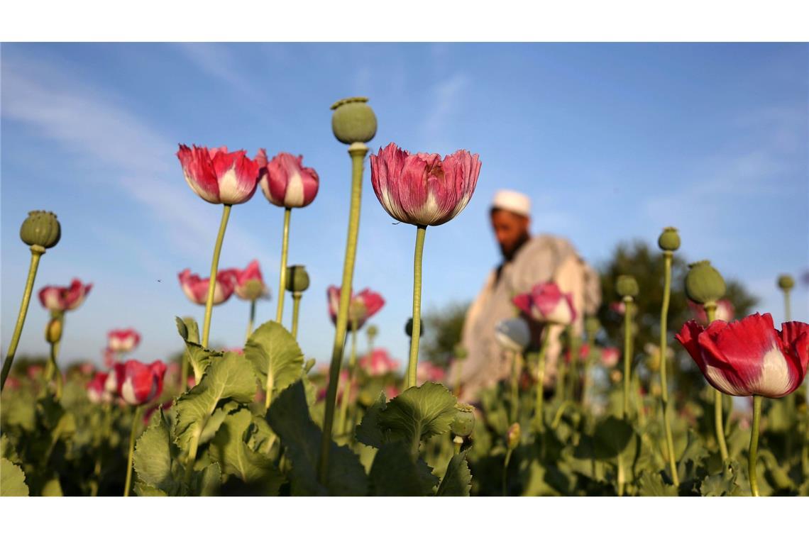 Die Taliban verboten 2022 den Anbau von Mohn. (Symbolbild)