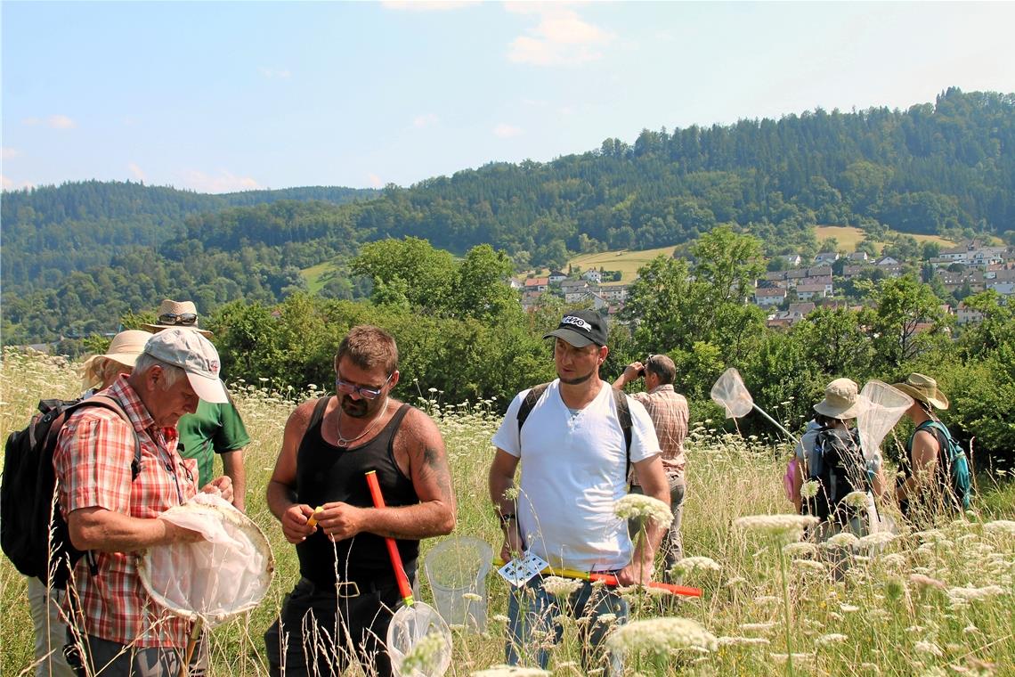 Große Harzbiene gehört auch zu den neuen Bekannten Die Teilnehmer sind mit Keschern losgezogen und konnten 15 Arten bestimmen. Foto: Naturpark
