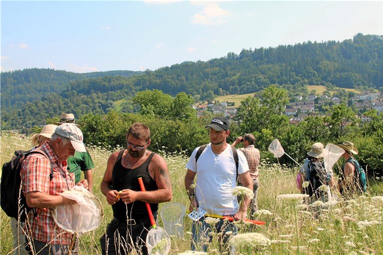 Die Teilnehmer sind mit Keschern losgezogen und konnten 15 Arten bestimmen. Foto: Naturpark