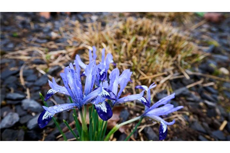 Die Temperaturen klettern in den nächsten Tagen in die Höhe.