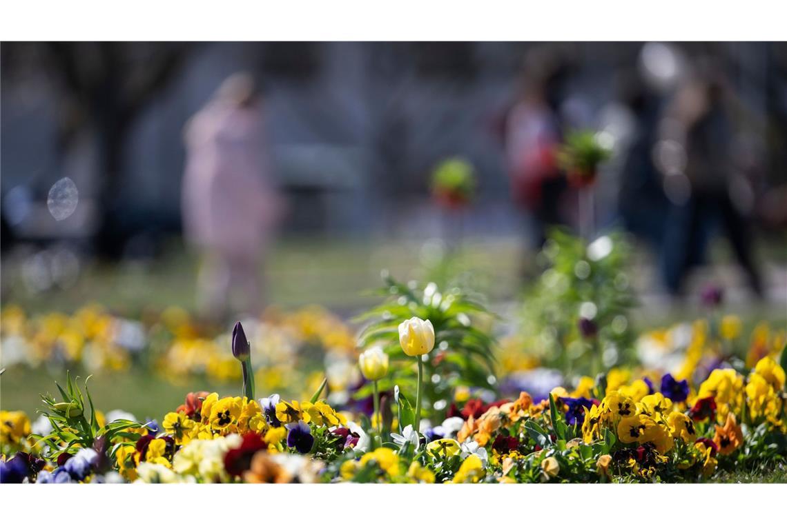Die Temperaturen steigen in Baden-Württemberg in den kommenden Tagen. (Archivbild)