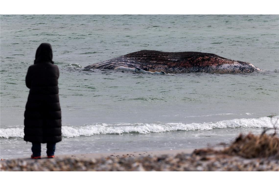 Die Tierärztin Anne Herrschaft unweit vom toten Buckelwal, der vor der dänischen Insel Anholt liegt.