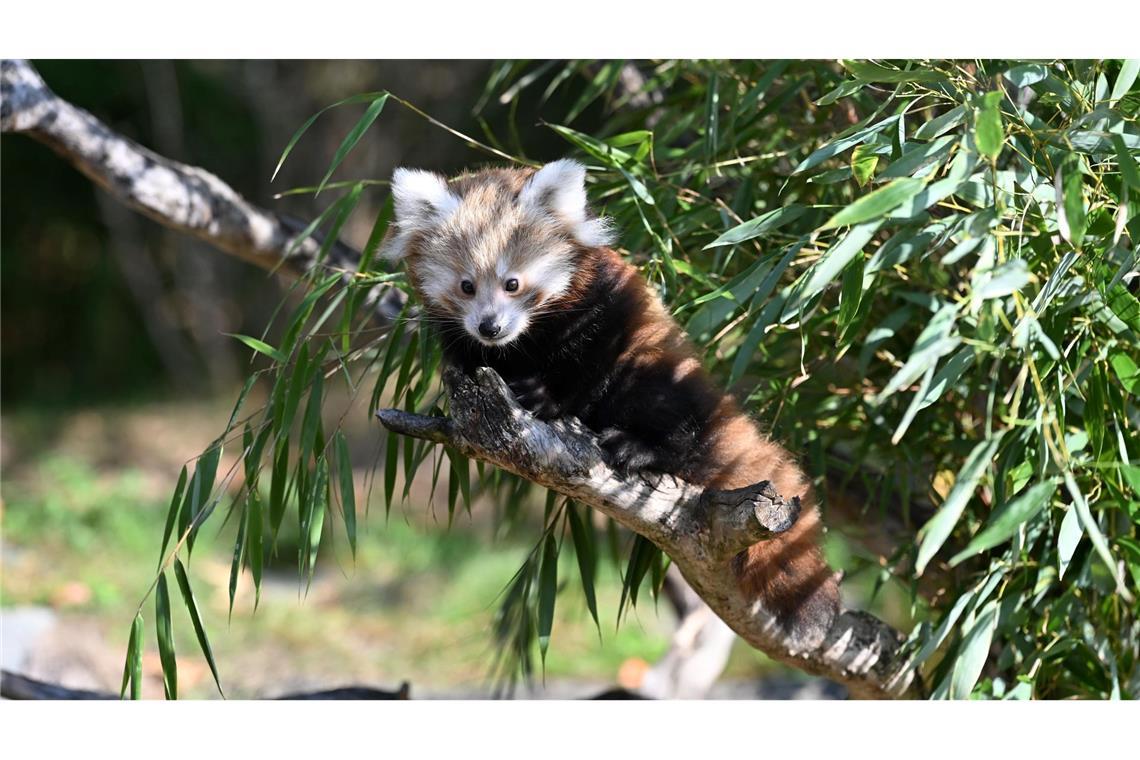 Die Tierart steht auf der Roten Liste der Internationalen Union zur Bewahrung der Natur (IUCN) und gilt als stark gefährdet.