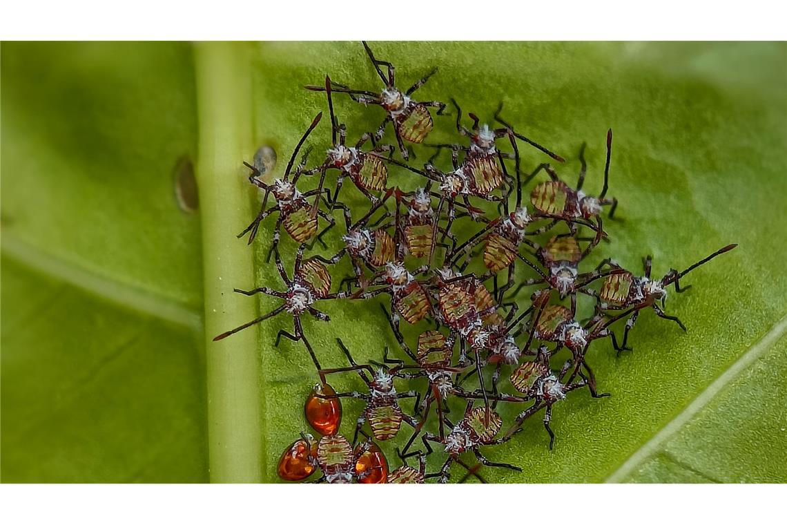 Die Tiere sammeln sich gemeinsam auf der Unterseite des Blattes, wo sie Schutz finden und ungestörter wachsen können.