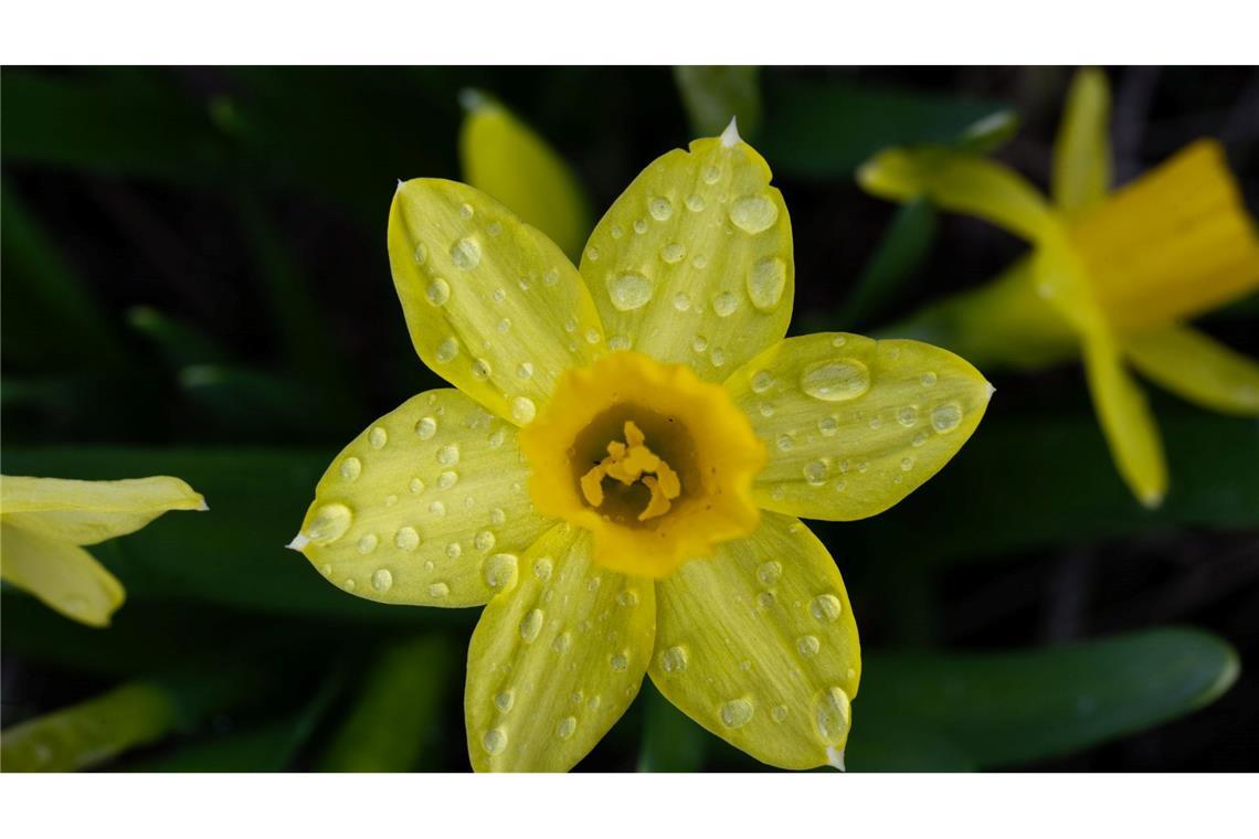 Oft über 20 Grad und endlich Regen: Wetter schwingt um Die trockene Zeit neigt sich dem Ende zu: Ab der Nacht zum Sonntag zieht Regen auf. (Symbolbild)