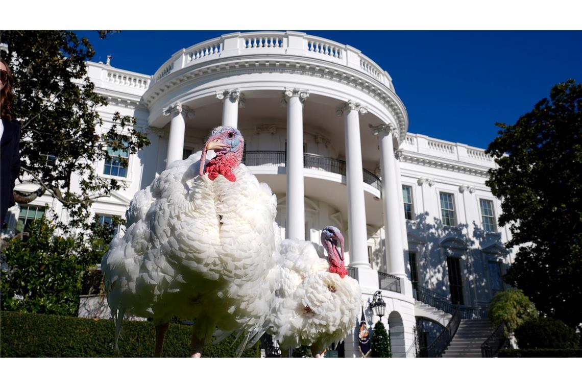 Bilder des Tages Die Truthähne Blossom (l) und Peach gehen auf dem Südrasen des Weißen Hauses, bevor sie von US-Präsident Biden während einer symbolischen Zeremonie begnadigt werden.