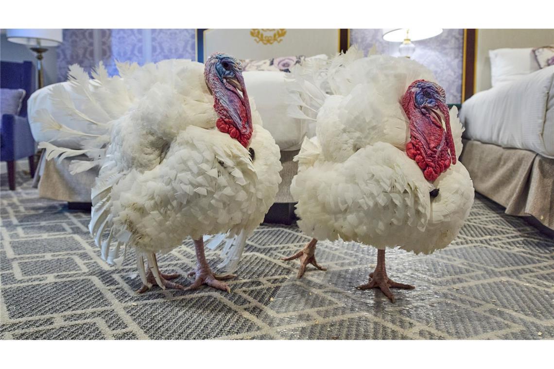 Die Truthähne "Waddle" und "Gobble", die vor Thanksgiving symbolisch vom US-Präsidenten "begnadigt" werden, stehen in ihrem Hotelzimmer.