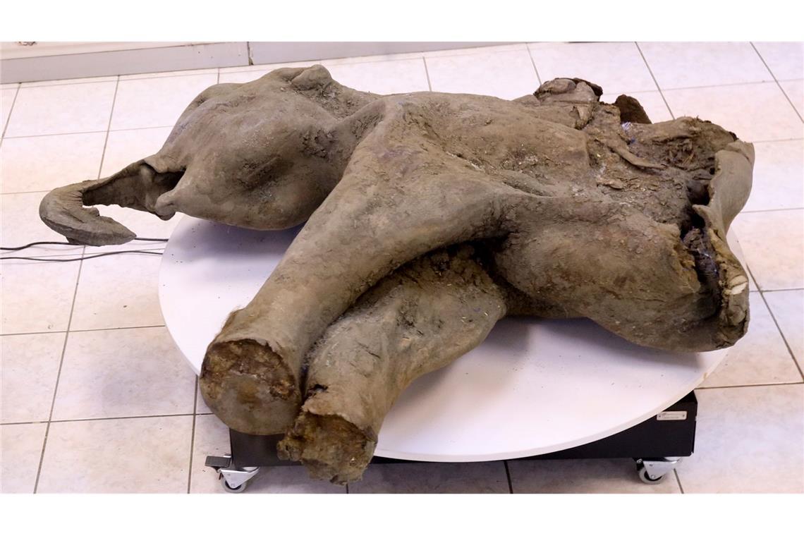 Gut erhaltenes Mammut-Baby in Russland entdeckt Die Überreste des von Dorfbewohnern in Sibirien entdeckten Mammut-Babys sind nach Forscherangaben außergewöhnlich gut erhalten.