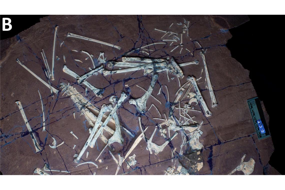 "Schwertschwanz aus Bayern" - Flugsaurier-Fund in Solnhofen Die Überreste eines in Bayern gefundenen Flugsauriers, einmal unter natürlichem Licht, einmal unter UV-Licht.