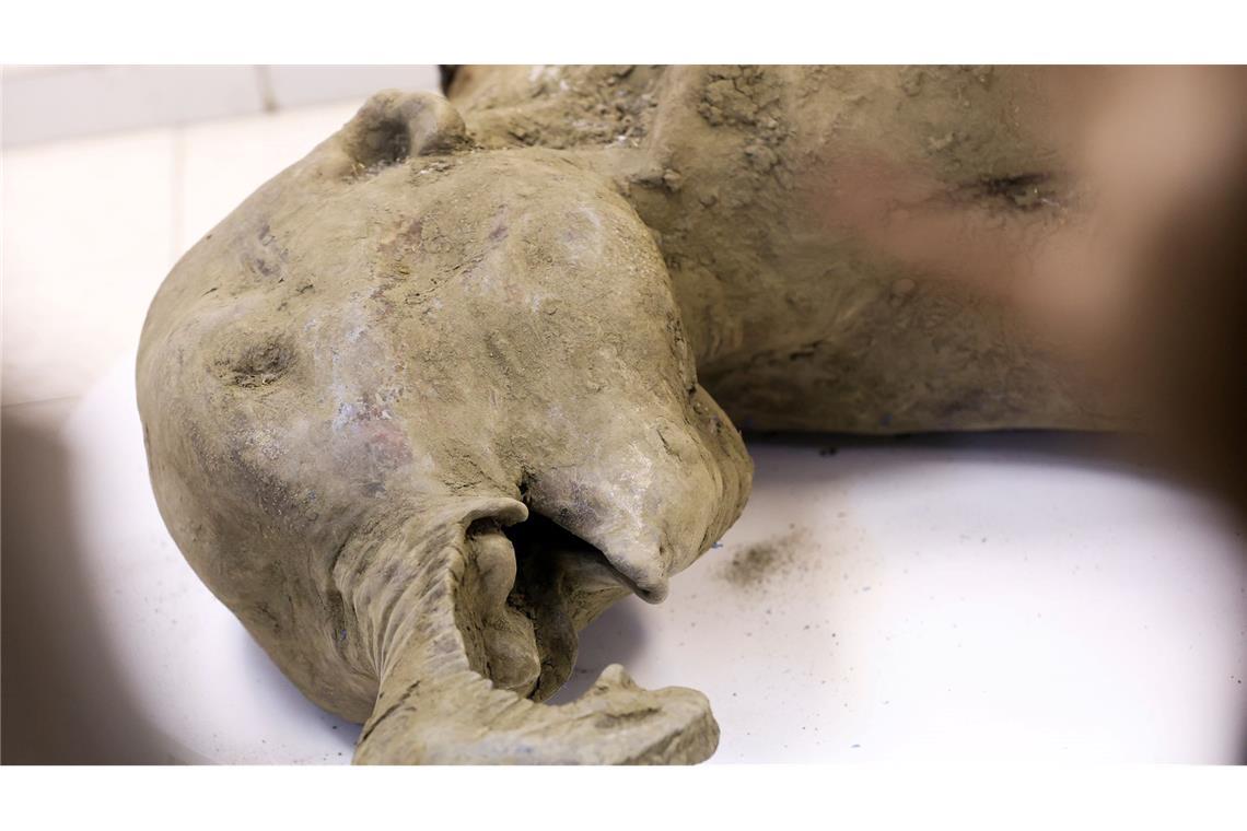 Gut erhaltenes Mammut-Baby in Russland entdeckt Die Überreste eines Mammut-Babys wurde durch das Schmelzen des Permafrostbodens im russischen Sibirien freigelegt.