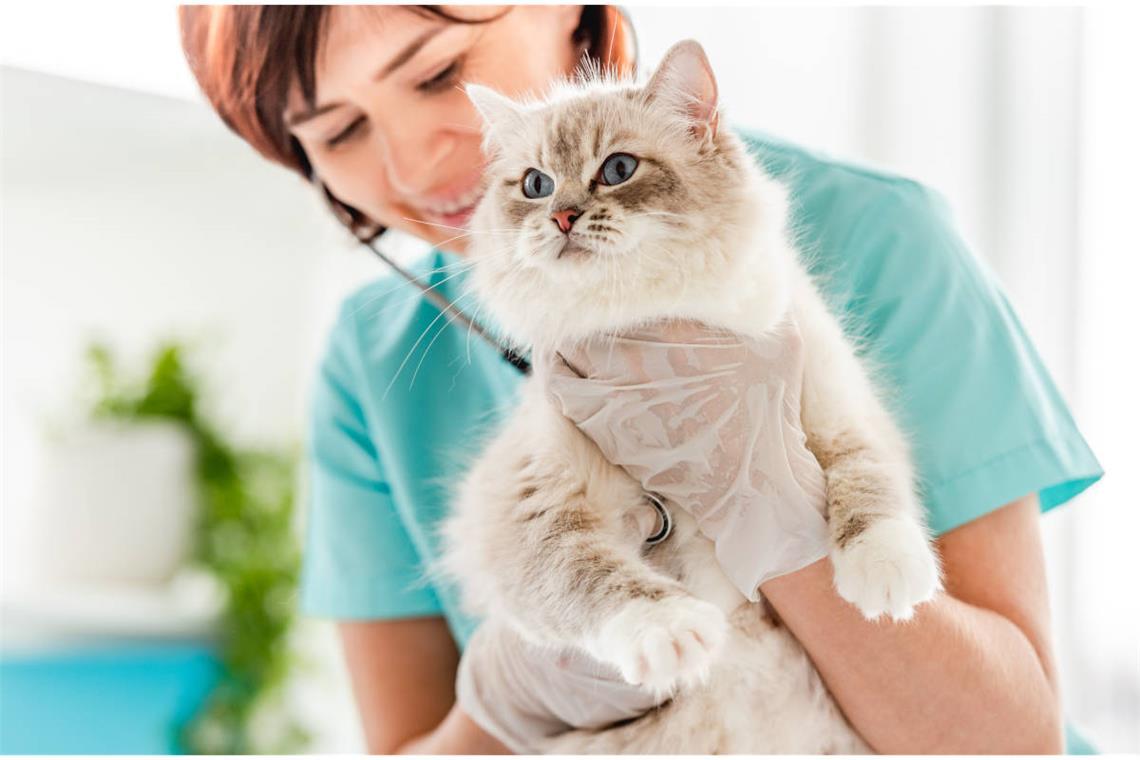 Tierarztkosten für Katzen (Tabelle) Die Übersicht der Tierarztkosten für Katzen als Tabelle. Das müssen Katzenbesitzer laut Gebührenordnung für Tierärzte (GOT) für Impfungen, Operationen und Co bezahlen.