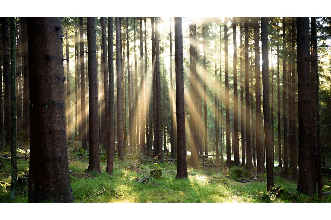 Europas Umwelt kränkelt - und das hat Folgen Die Umweltagentur EEA zeigt auf, wie es um die europäische Natur bestellt ist. (Illustration)