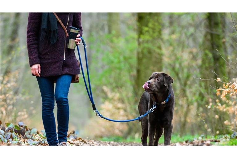 Die vergifteten Köder aus Fleisch- und Wurststückchen führten zum Tod der Tiere (Symbolbild).