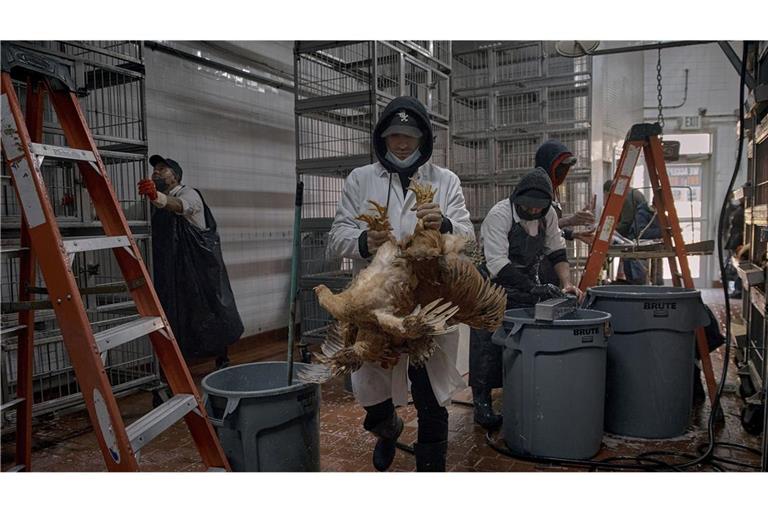 Die Vogelgrippe H5N1 ist derzeit bei Wildvögeln auf der ganzen Welt verbreitet.