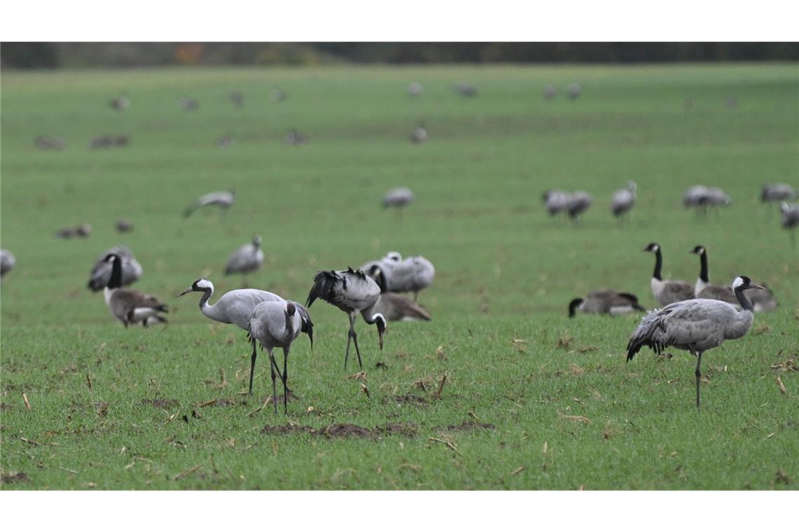 Die Vogelgrippe scheint sich auch in Baden-Württemberg auszubreiten. (Symbolbild)