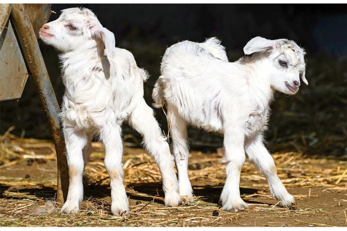 Die vor kurzem neu geborenen Kaschmirziegen in der Wilhelma erkunden bereits ihre Umgebung.