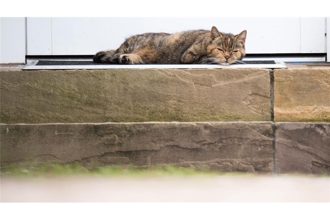 Katzen sind Linksschläfer – aus gutem Grund Die Vorliebe fürs Schlummern auf der linken Seite ist eine evolutionär entstandene Überlebensstrategie, vermuten Forschende. (Archivbild)