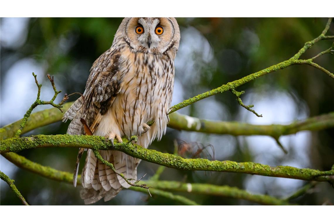 Bevölkerung kann "Vogel des Jahres" wählen Die Waldohreule ähnelt mit ihren Federpuscheln am Kopf optisch dem Uhu, ist aber kleiner und schlanker. (Archiv)