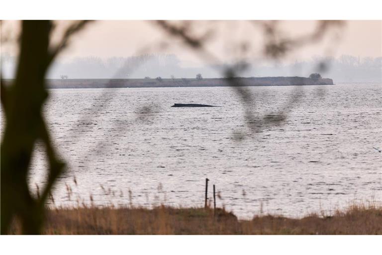 Die Wasserschutzpolizei kann keine Veränderung des Zustands des Wales beobachten (Archivbild).