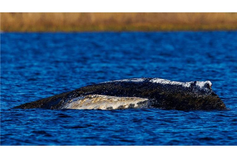 Die Wasserstände in der Wismarer Bucht sinken heute wieder.