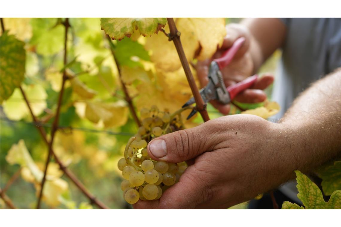 Es wird weniger Wein getrunken Die Weinbranche reagiert mit sinken Preisen auf die schwächere Nachfrage. (Archivbild)
