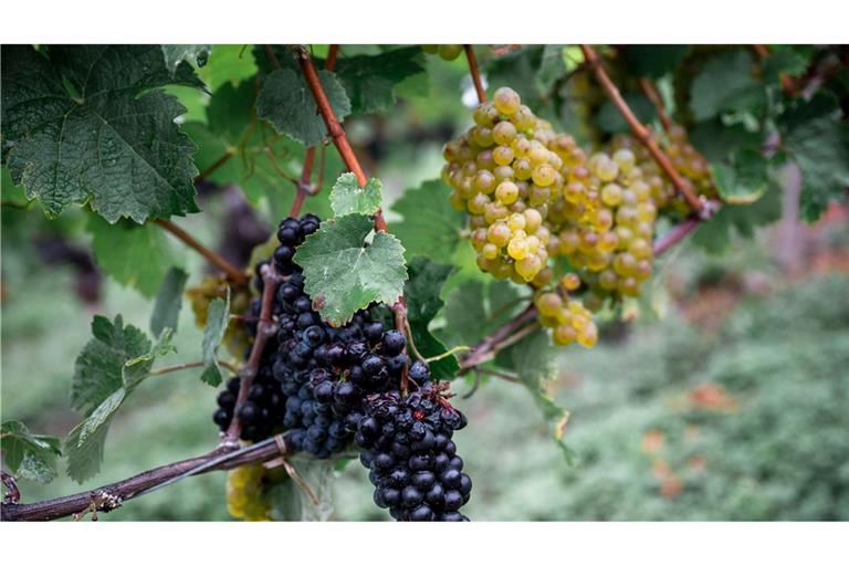 Die Weinernte fällt geringer aus als zu Beginn erwartet. (Archivbild)