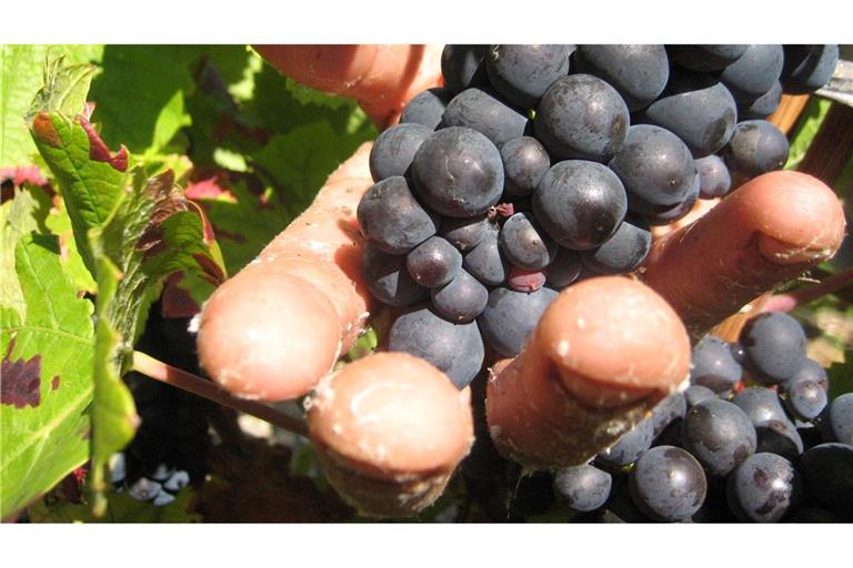 Die Weinlese in der Champagne ist Handarbeit. (Archivbild)