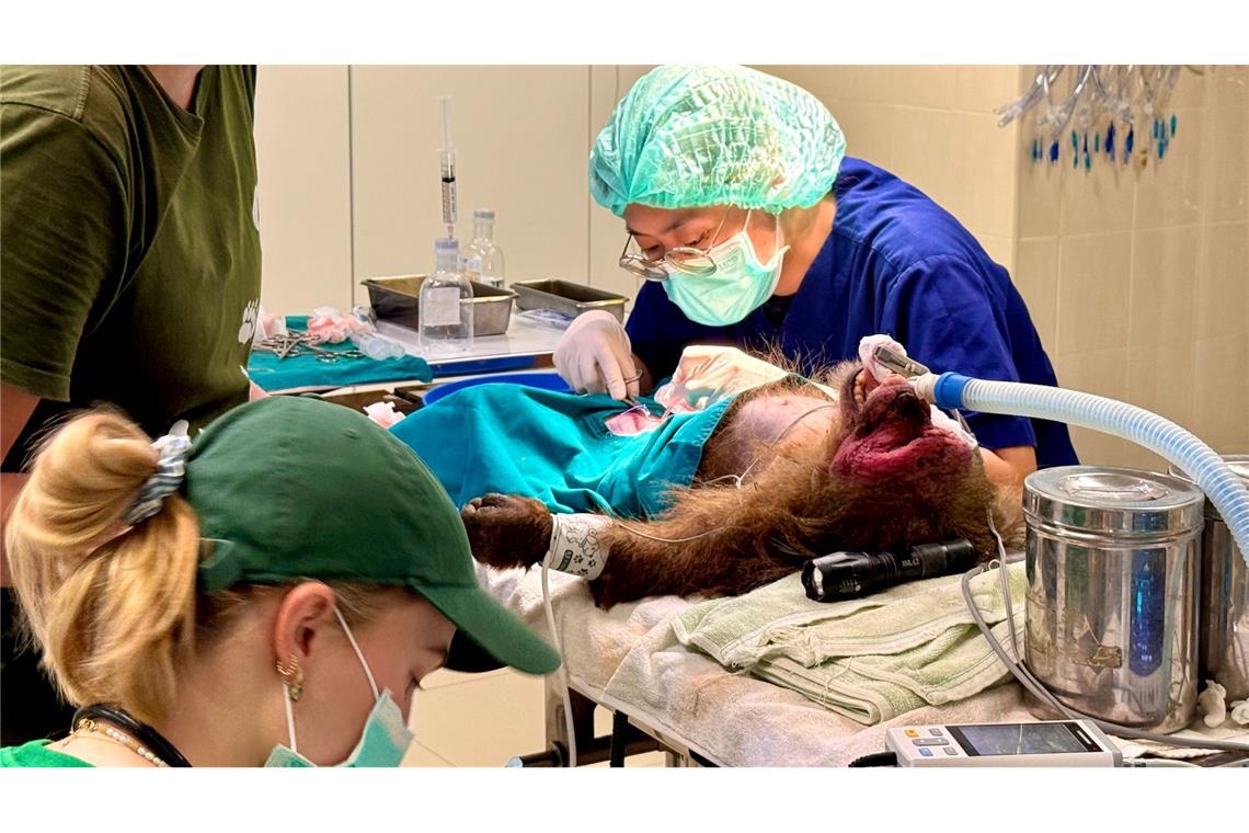 Tiger im OP: Besuch in Thailands erstem Wildtier-Krankenhaus Die WFFT-Veterinärin Dr. Kwan bei ihrer täglichen Arbeit - hier operiert sie einen Bärenmakak.